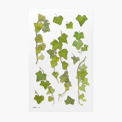 Appree Pressed Flower Sticker - Ivy